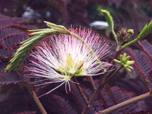 Load image into Gallery viewer, A close up of a thread-like flower in white with pinky red tips and tightly furled yellow green young leaf shoots. In the background are older leaf fronds in a deep pinky maroon

