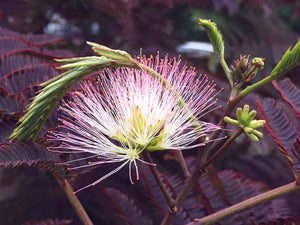 A close up of a thread-like flower in white with pinky red tips and tightly furled yellow green young leaf shoots. In the background are older leaf fronds in a deep pinky maroon